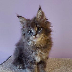 Еlvin Maine Coon