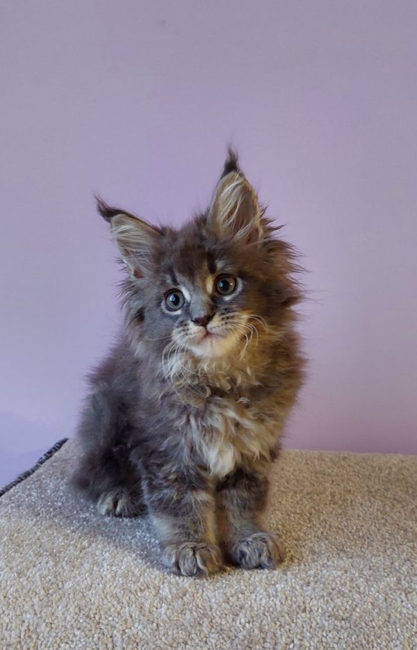 Еlvin Maine Coon