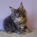 Еlvin-male-maine-Coon-cat-puppy-for-sale-2 (2)