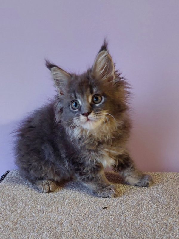 Еlvin Maine Coon