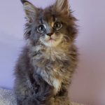 Elmer Maine Coon