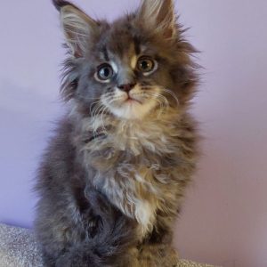 Еlvin Maine Coon