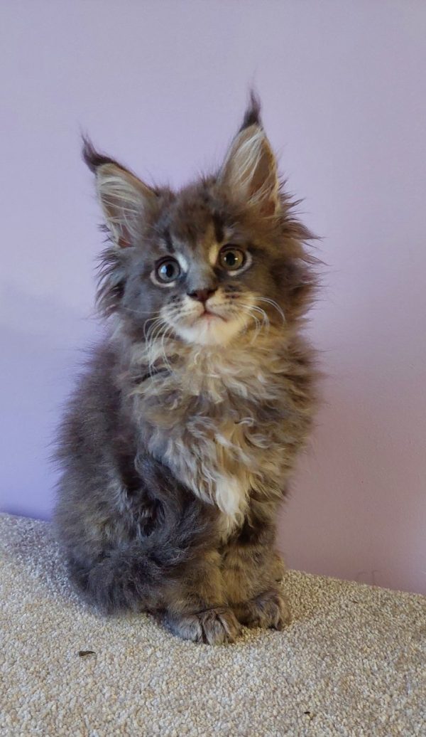 Еlvin Maine Coon