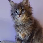 Еlvin-male-maine-Coon-cat-puppy-for-sale-2 (4)