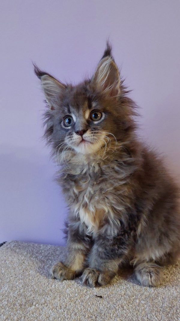 Еlvin Maine Coon