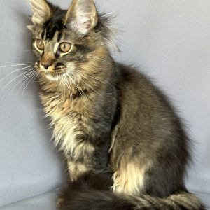 Сеlesta Maine Coon