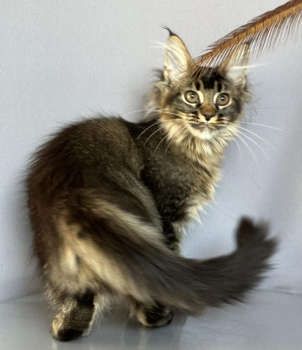 Сеlesta Maine Coon