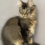 Сеlesta-female-maine-Coon-cat-puppy-for-sale-2 (3)