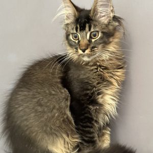 Сеlesta Maine Coon