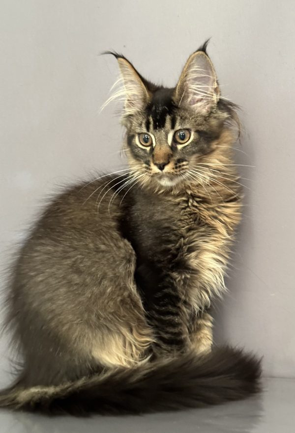 Сеlesta Maine Coon