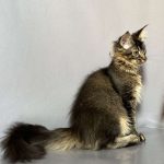 Сеlesta-female-maine-Coon-cat-puppy-for-sale-2 (4)
