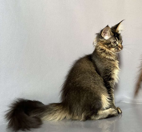 Сеlesta Maine Coon