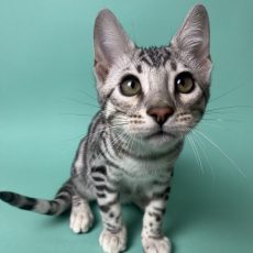 Askold-male-bengal-cat-puppy-for-sale-2-4-768x1024
