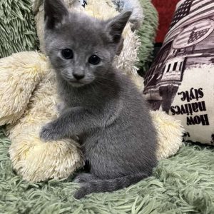 Kenni Russian Blue