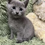 Kenni-male-maine-Russian-blue-cat-puppy-for-sale-1 (3)
