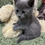 Kenni-male-maine-Russian-blue-cat-puppy-for-sale-1 (4)