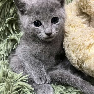 Kessi Russian Blue