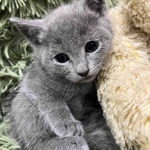 Kessi Russian Blue