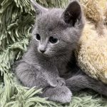 Kessi-female-Russian-blue-cat-puppy-for-sale-1 (3)