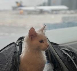 Snowball, the Maine Coon female hand delivered to her new forever home and David in Malta.2