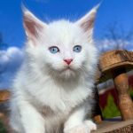 Alpen-male-maine-Coon-cat-puppy-for-sale-1 (1)