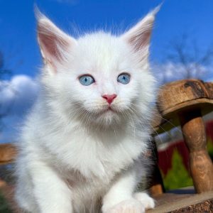 Alpen Maine Coon