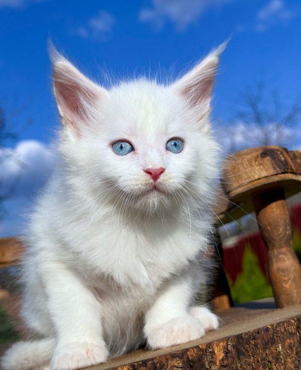Alpen Maine Coon
