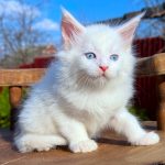 Alpen-male-maine-Coon-cat-puppy-for-sale-1 (2)