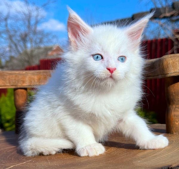 Alpen Maine Coon