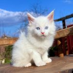 Leo Maine Coon