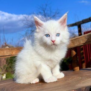 Alpen Maine Coon