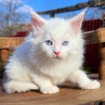 Alpen-male-maine-Coon-cat-puppy-for-sale-1 (4)