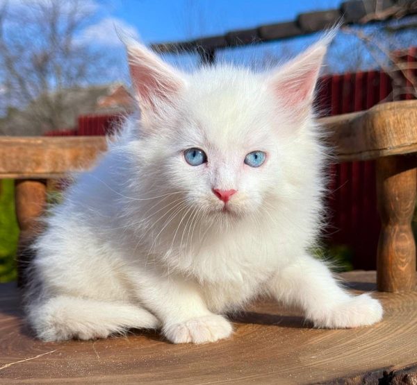 Alpen Maine Coon