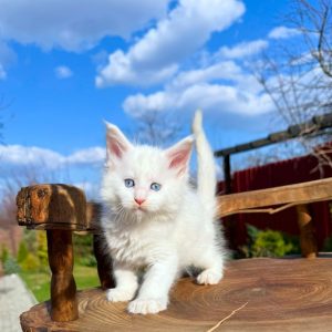 Asmus Maine Coon