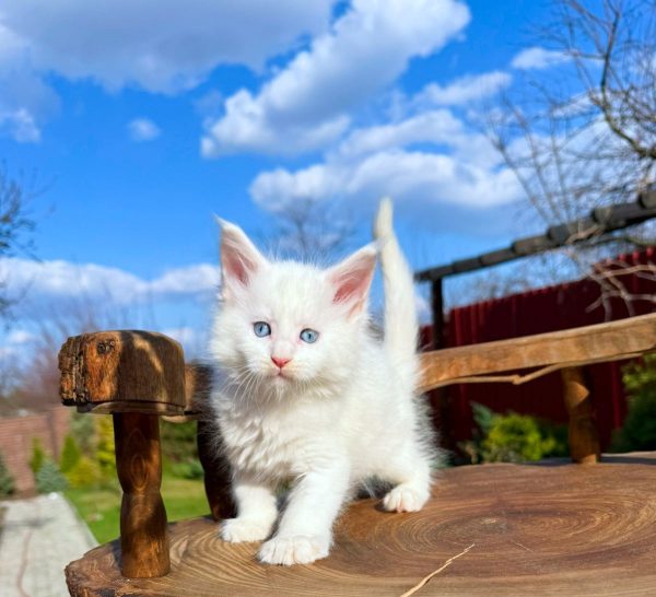 Asmus Maine Coon