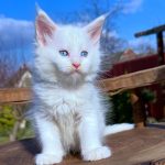 Asmus-male-maine-Coon-cat-puppy-for-sale-1 (2)
