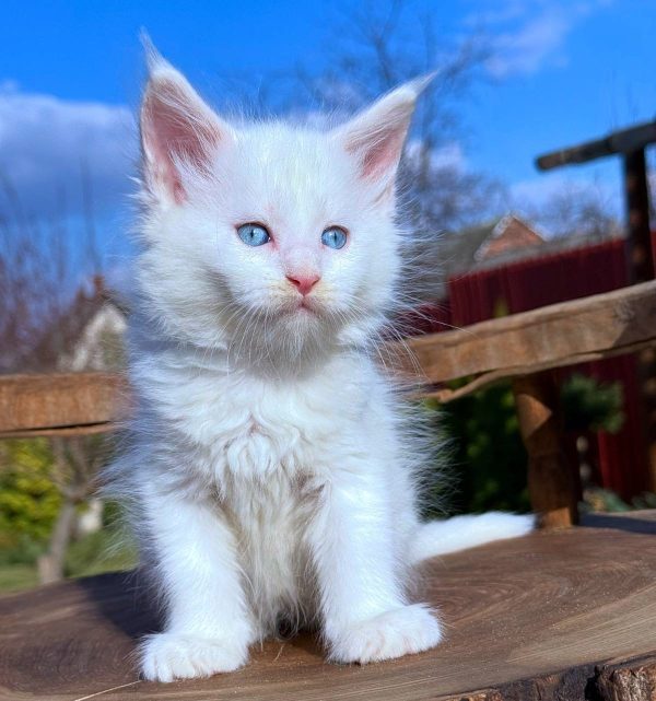 Asmus Maine Coon