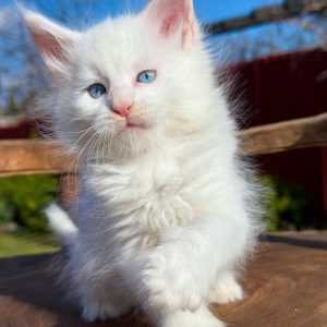 Asmus Maine Coon