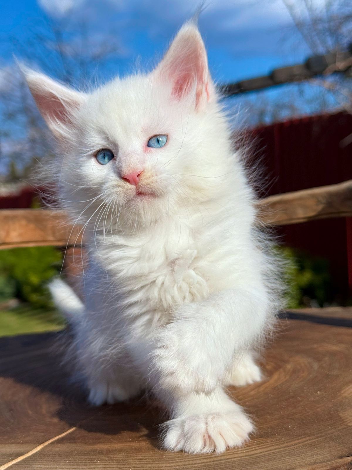 Asmus Maine Coon