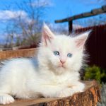 Asmus-male-maine-Coon-cat-puppy-for-sale-1 (4)