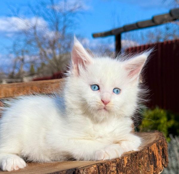 Asmus Maine Coon