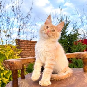 Borman Maine Coon