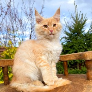 Borman Maine Coon