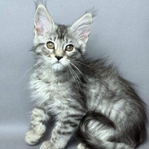 Daina Maine Coon