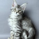 Volt Maine Coon
