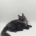 Dema-male-maine-Coon-cat-puppy-for-sale-1 (1)