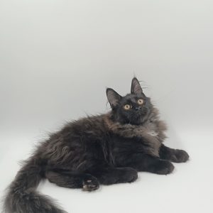 Dema Maine Coon