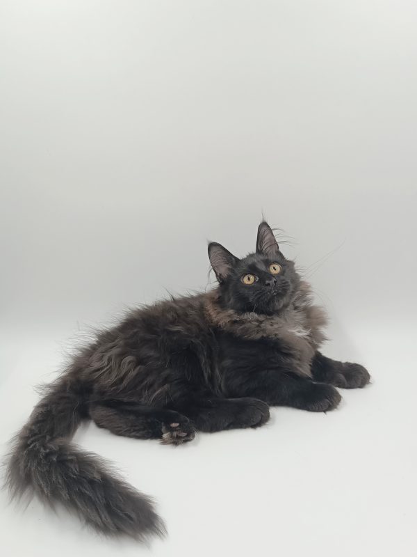 Dema Maine Coon