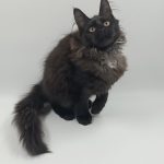 Dema-male-maine-Coon-cat-puppy-for-sale-1 (2)