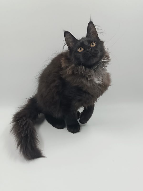 Dema Maine Coon